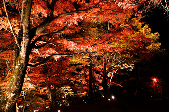 夕焼けの渚・紅葉まつり