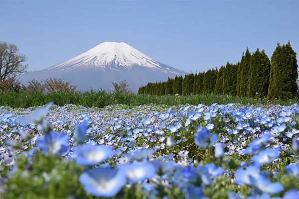 花の都公園